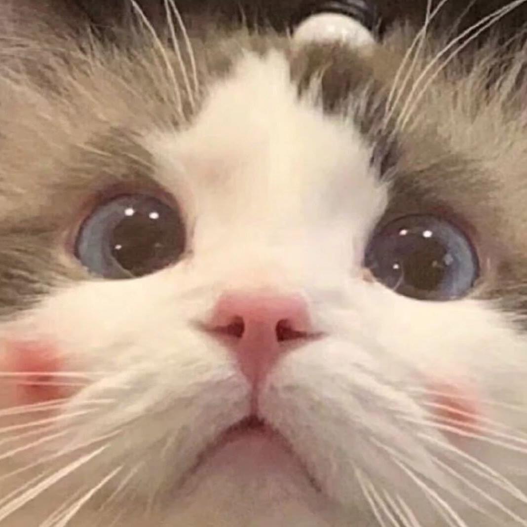 森爪食集Paw Forest 宠物严选