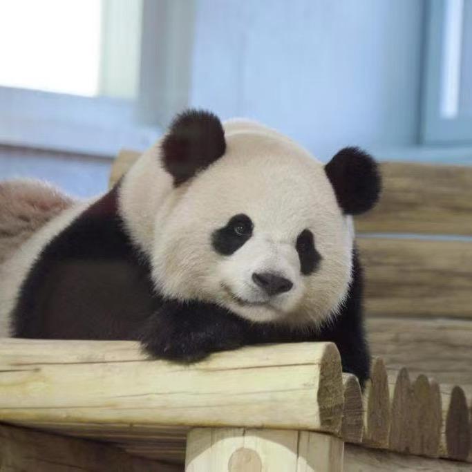 墨轩🐼Panda