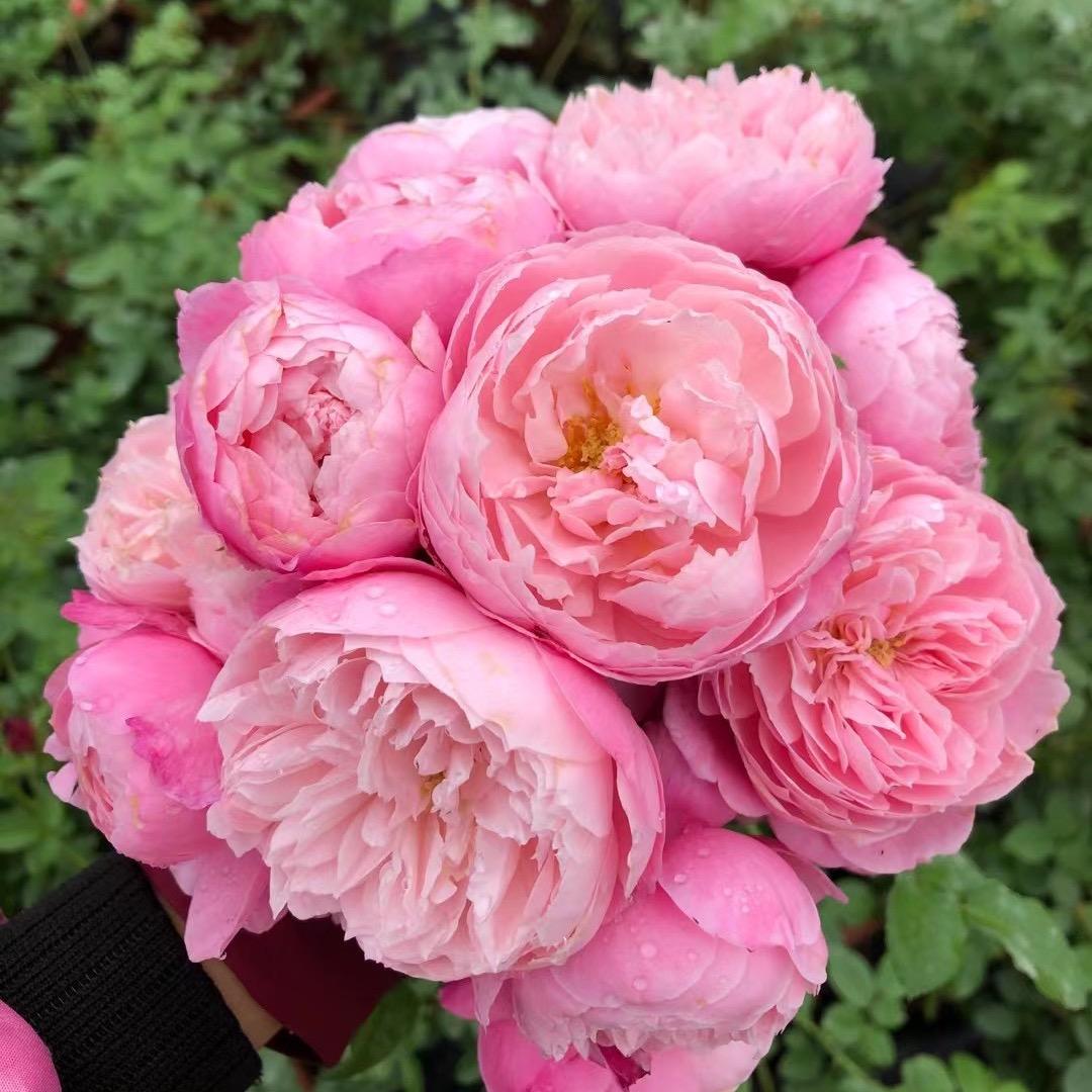 淘田园月季玫瑰园