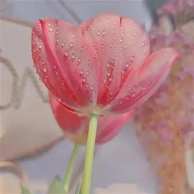 顾顾gugu