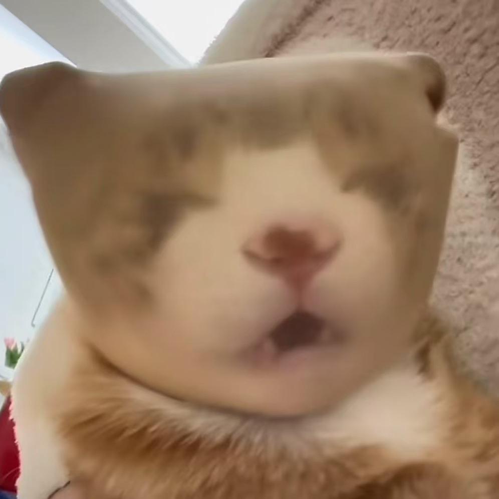 五花猫