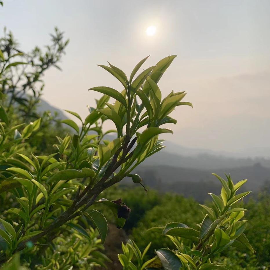凤凰单丛茶🍃阿文