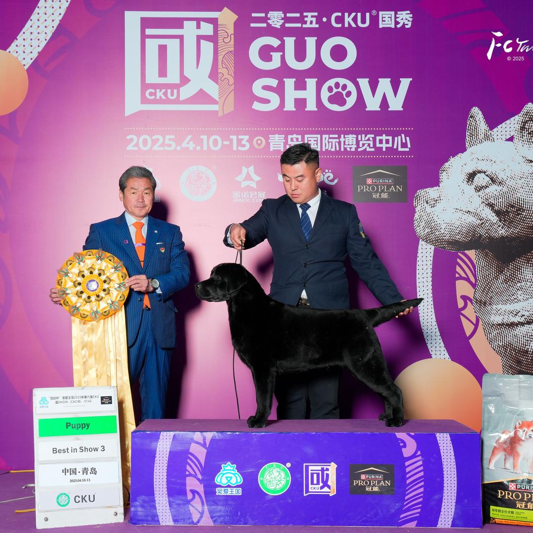 相随犬舍.拉布拉多