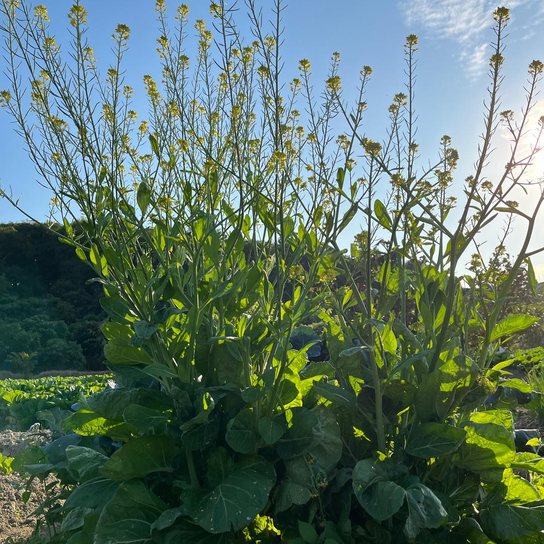 🍀柔柔（助农）