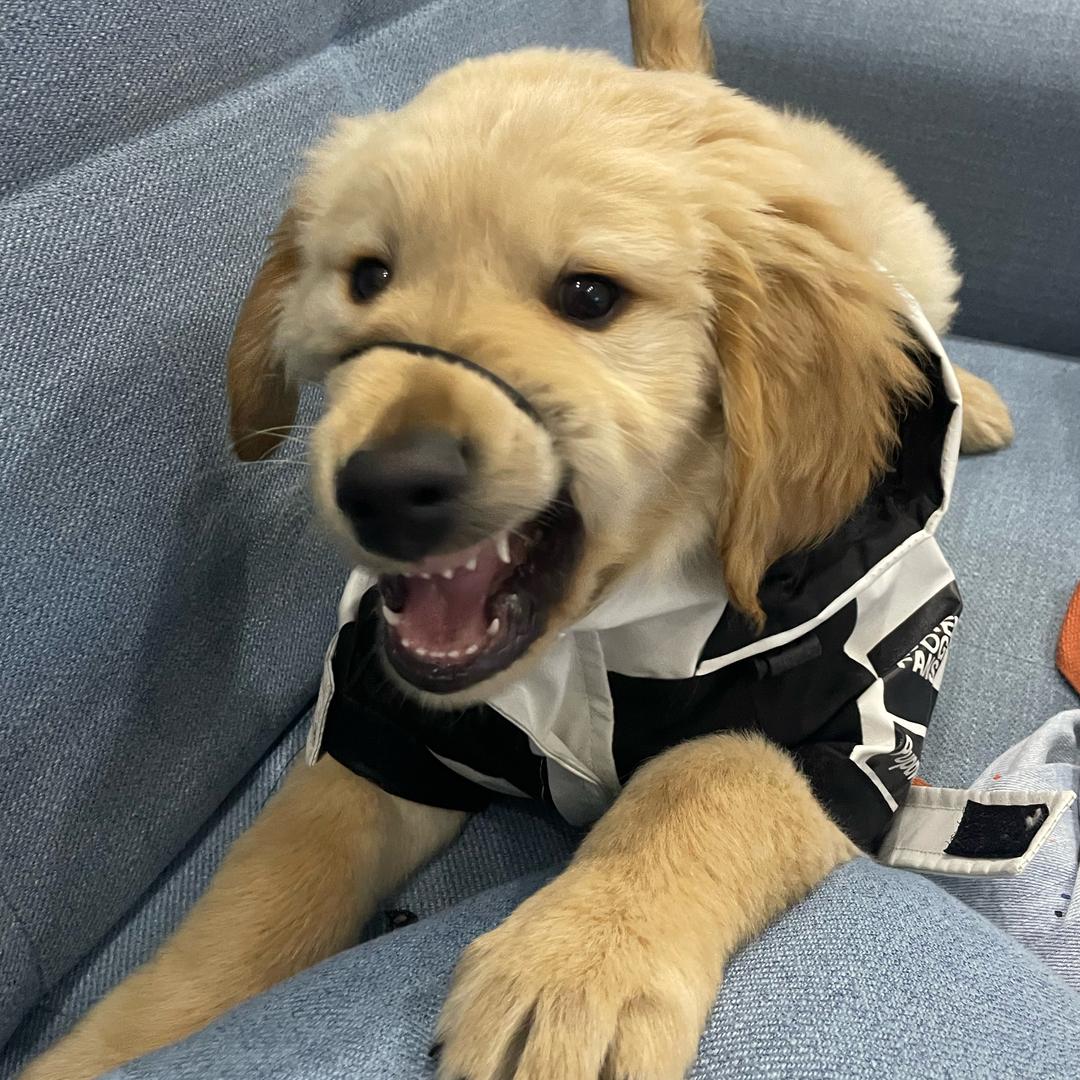 财神的日记🐶