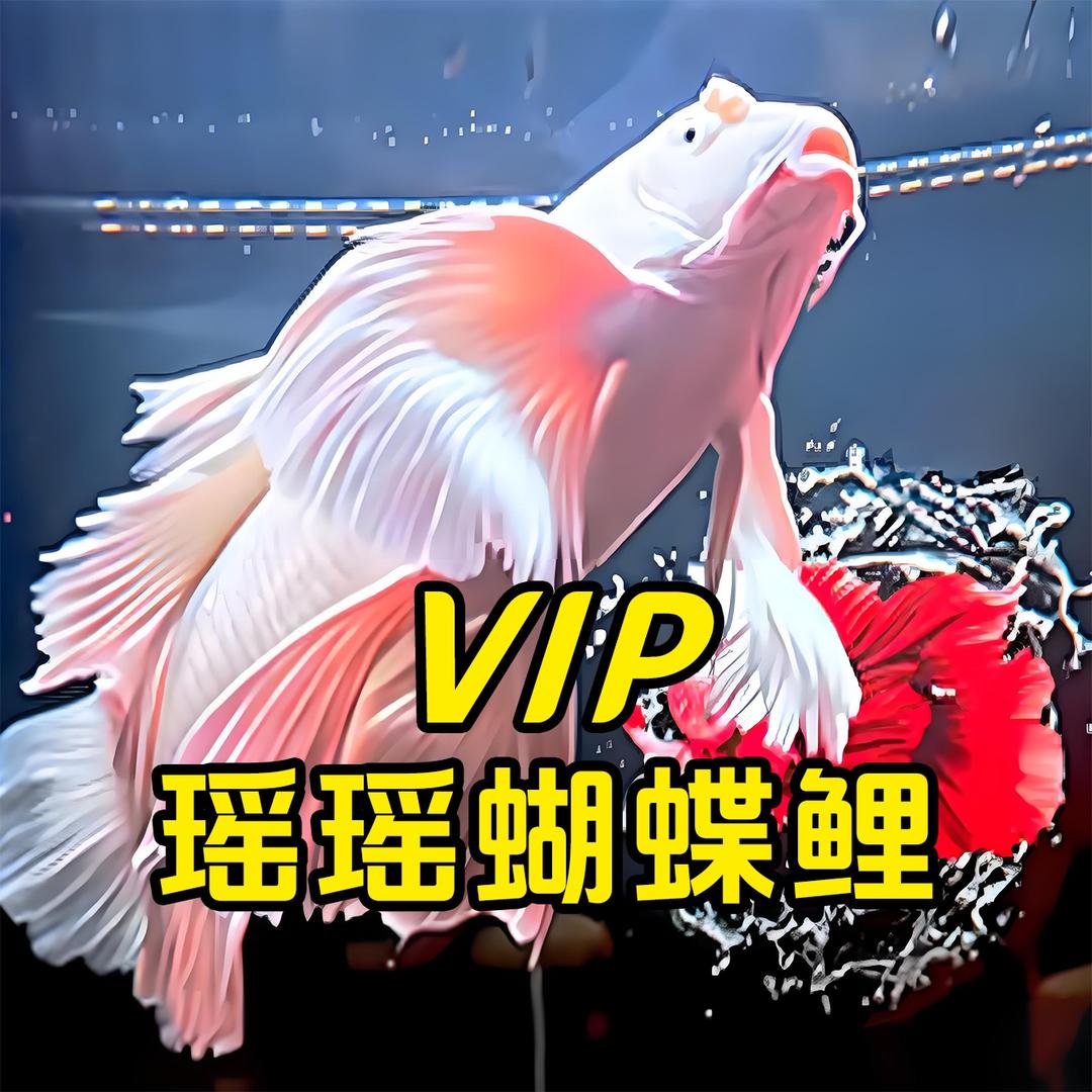 VIP家-瑶瑶-蝴蝶鲤
