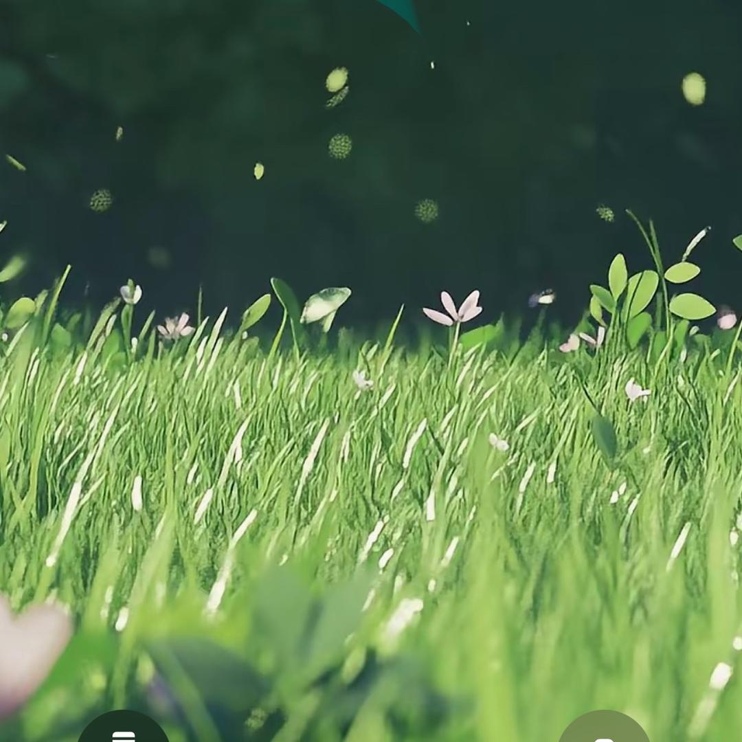 森