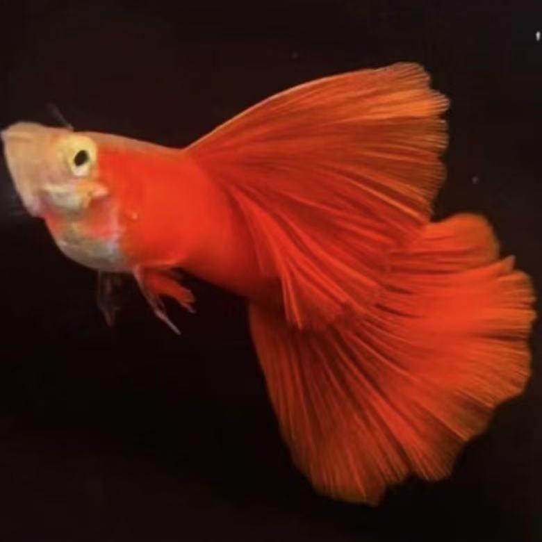 小猛精品孔雀鱼