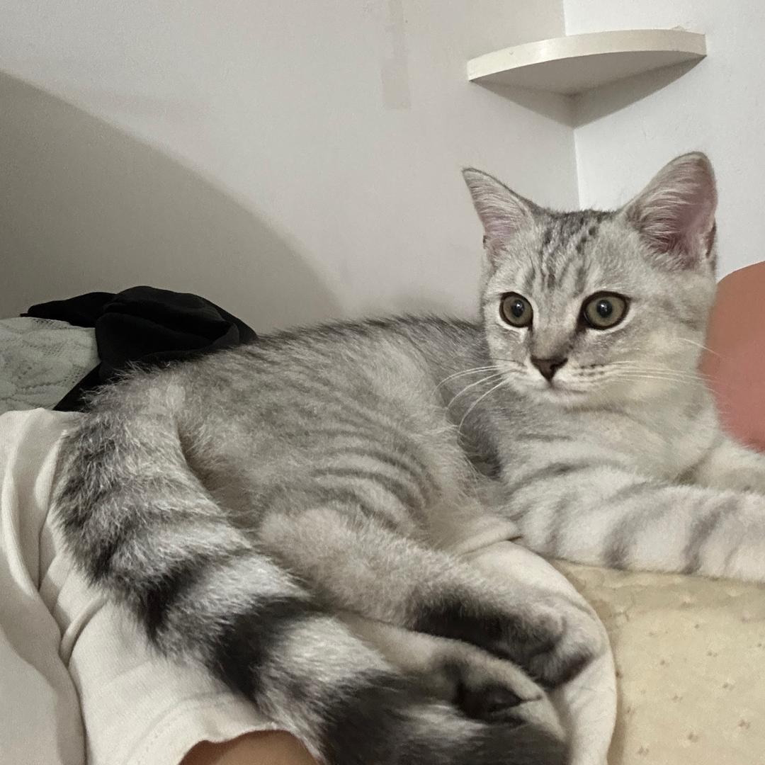 不吃饭的小满🐱