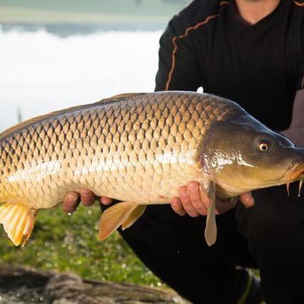 野战终结者饵料（源头工厂）