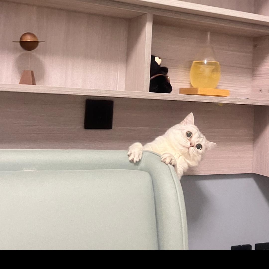 小青蛙