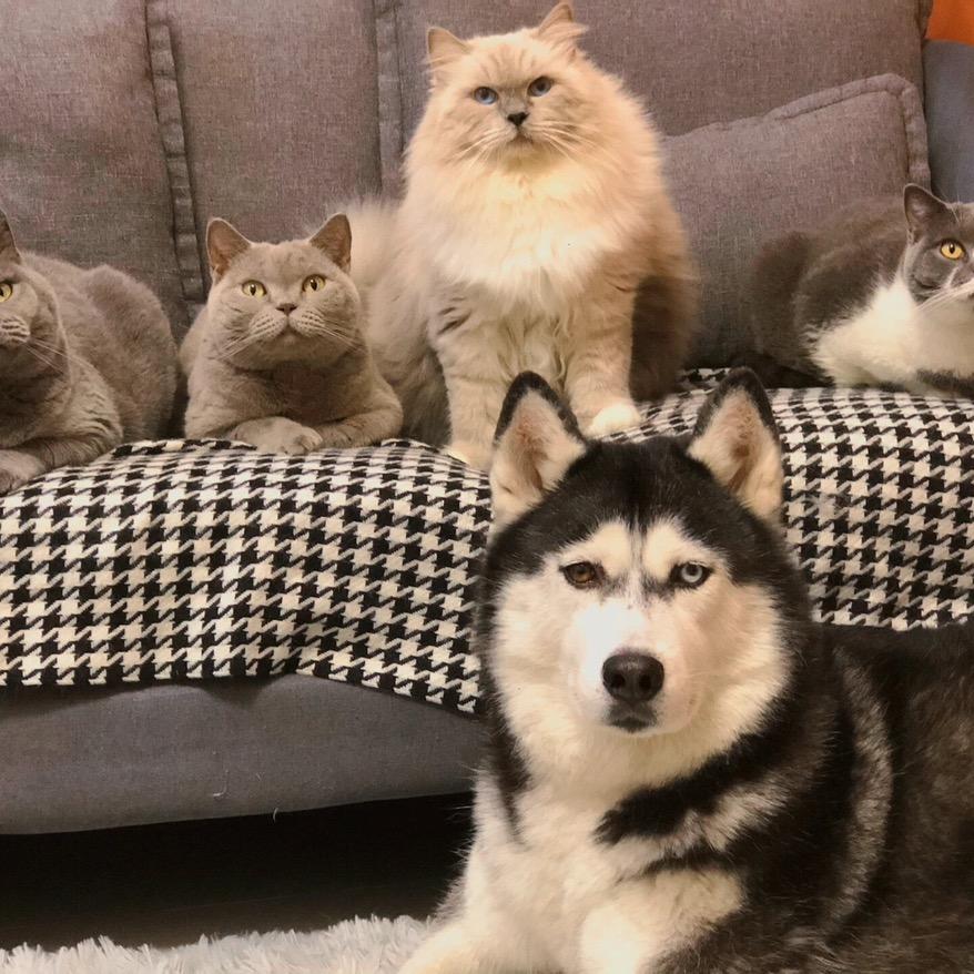 🌲四只猫一只狗
