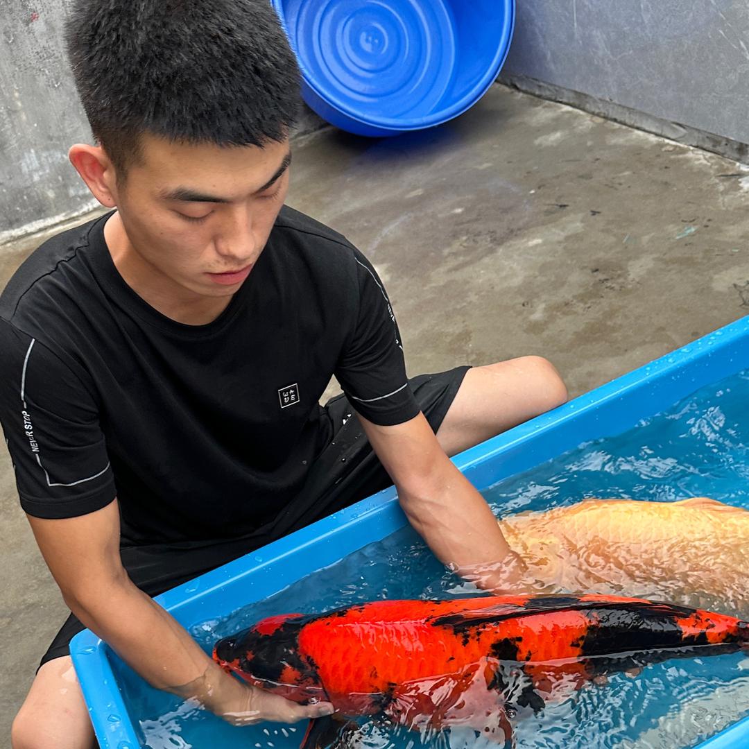 新泰小姚锦鲤
