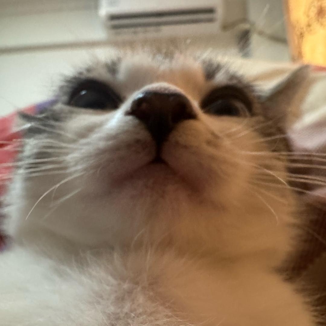 寇伦宣传直播号