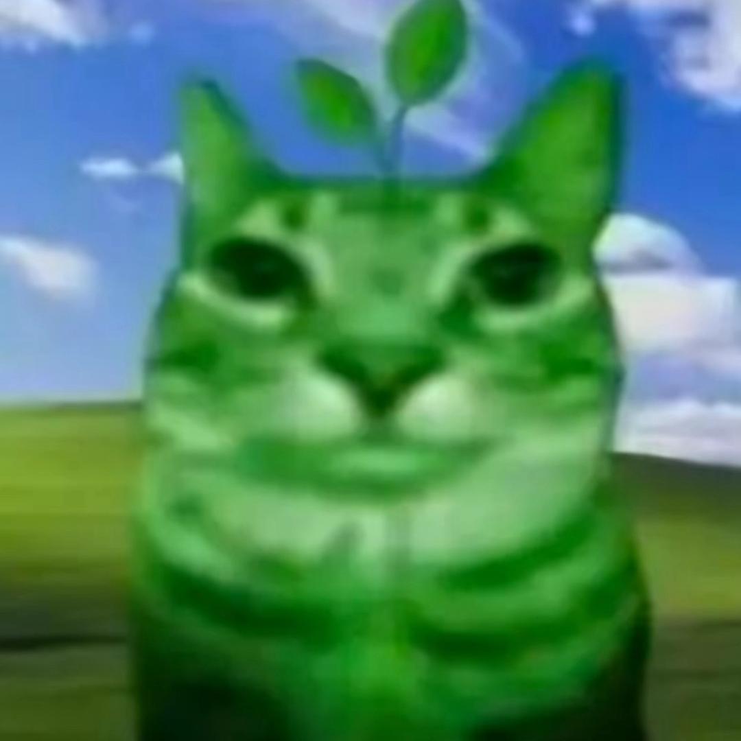 小🐱睡不饱