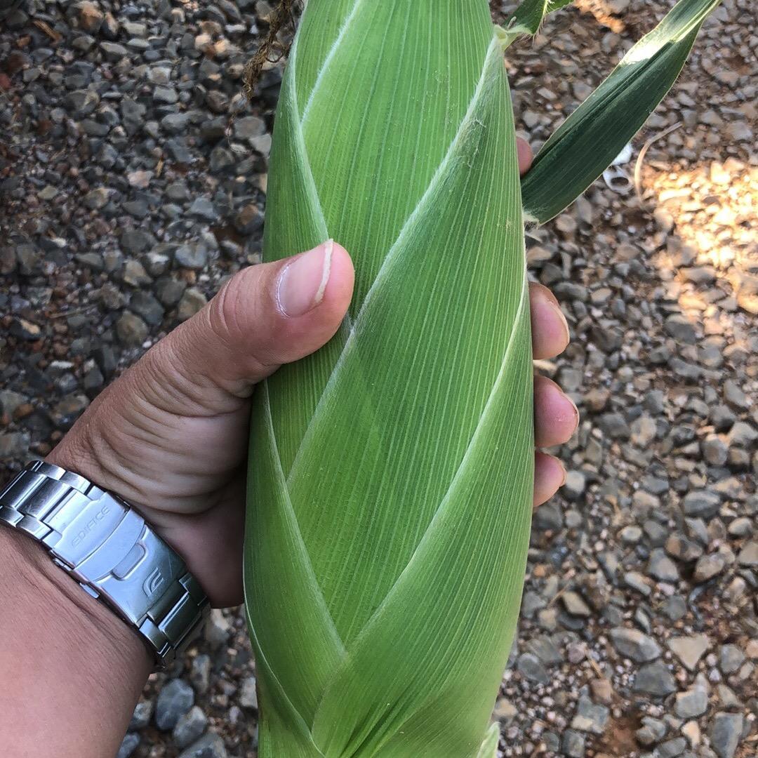 🌽 🌽 🌽 🌽 🌽