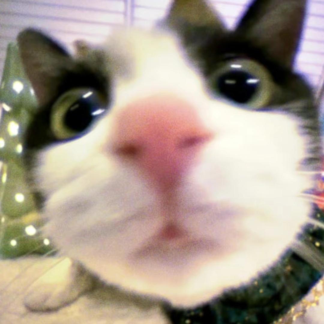 猫饼