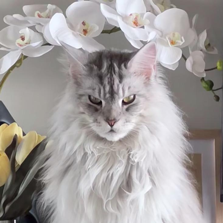 萌萌缅因猫舍
