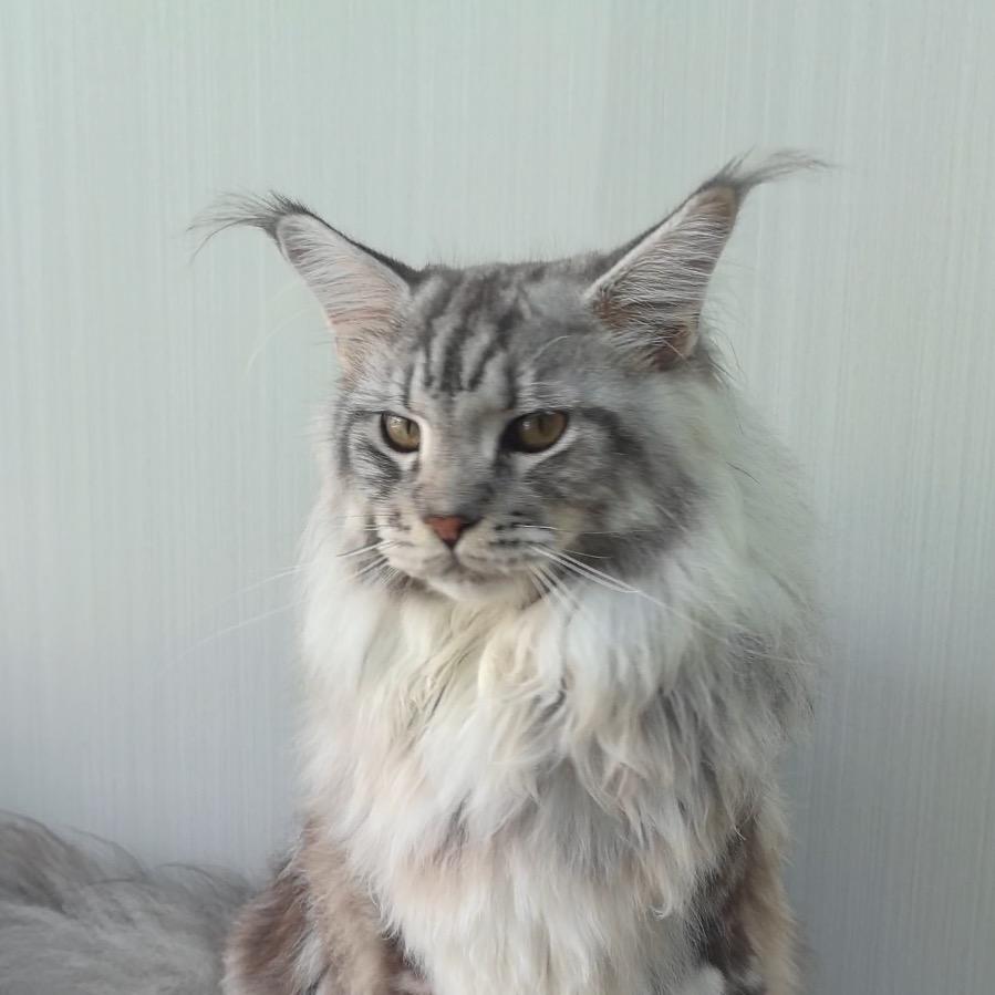 打猎回来啦（养猫版）