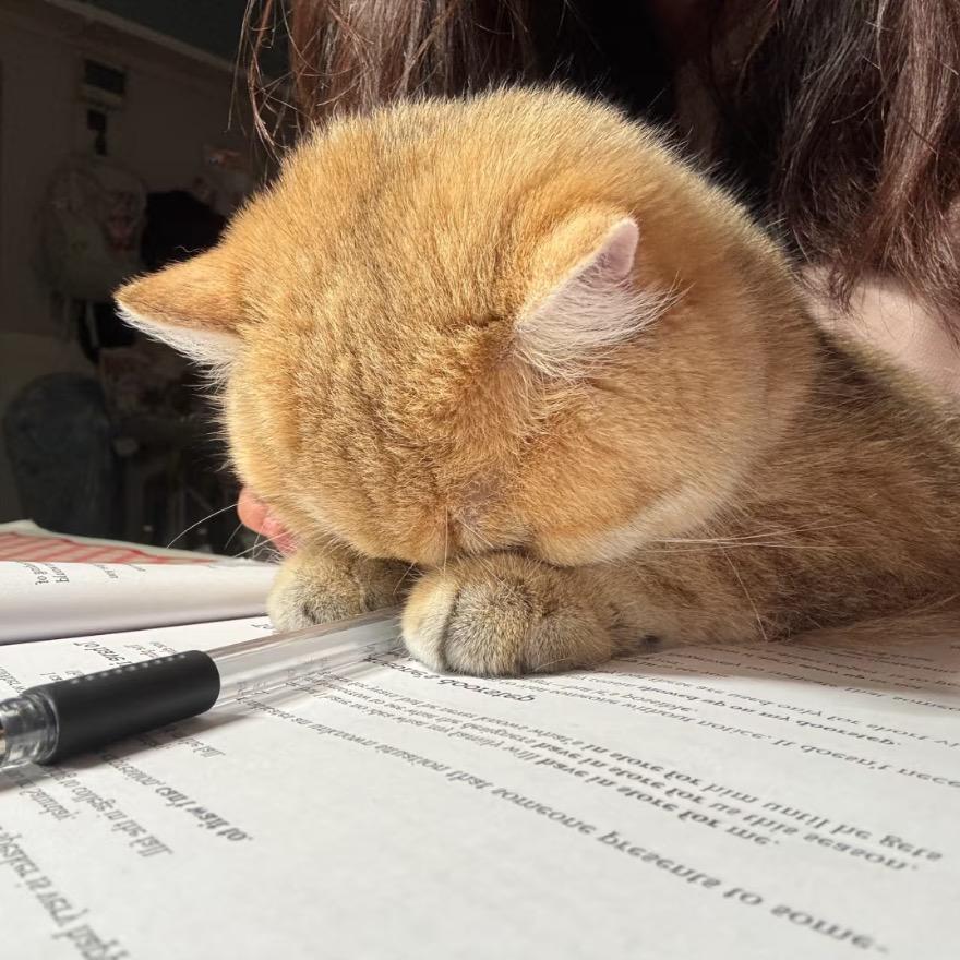 看到路边小猫蜜就要摸的大卞泰