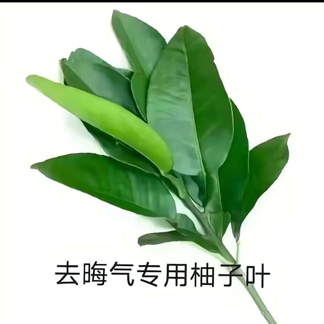 芒果（求推荐）