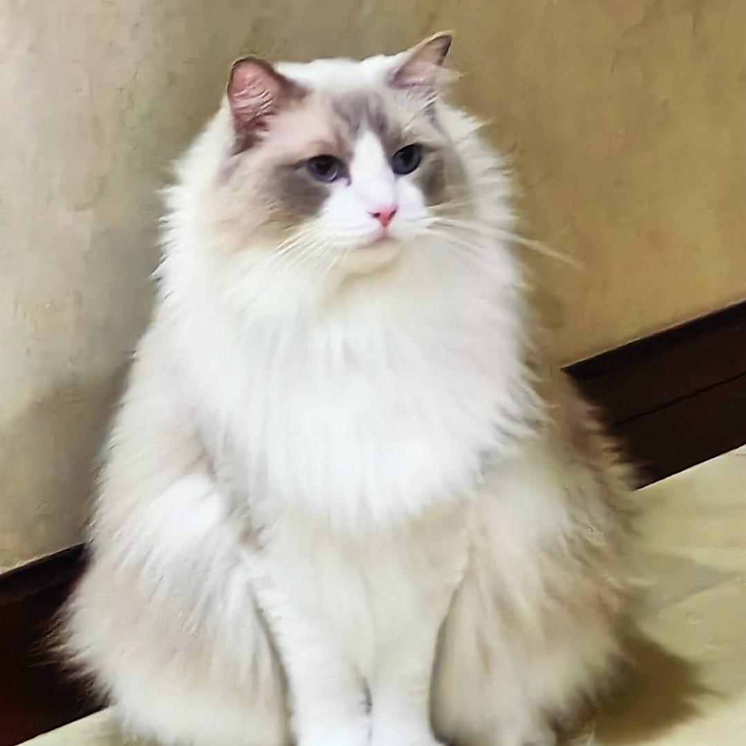 蟹小象