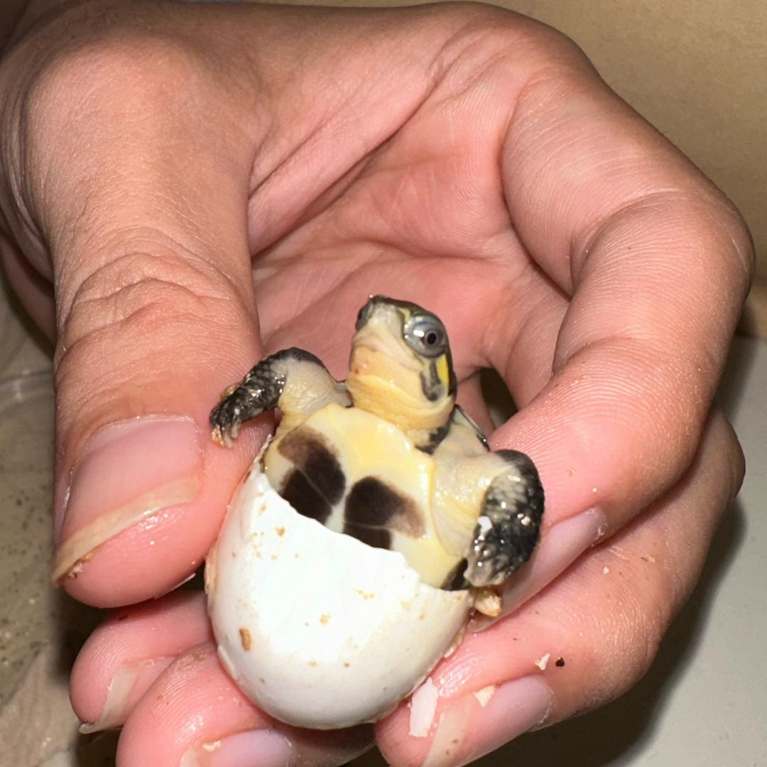 腾仔(做自己版)