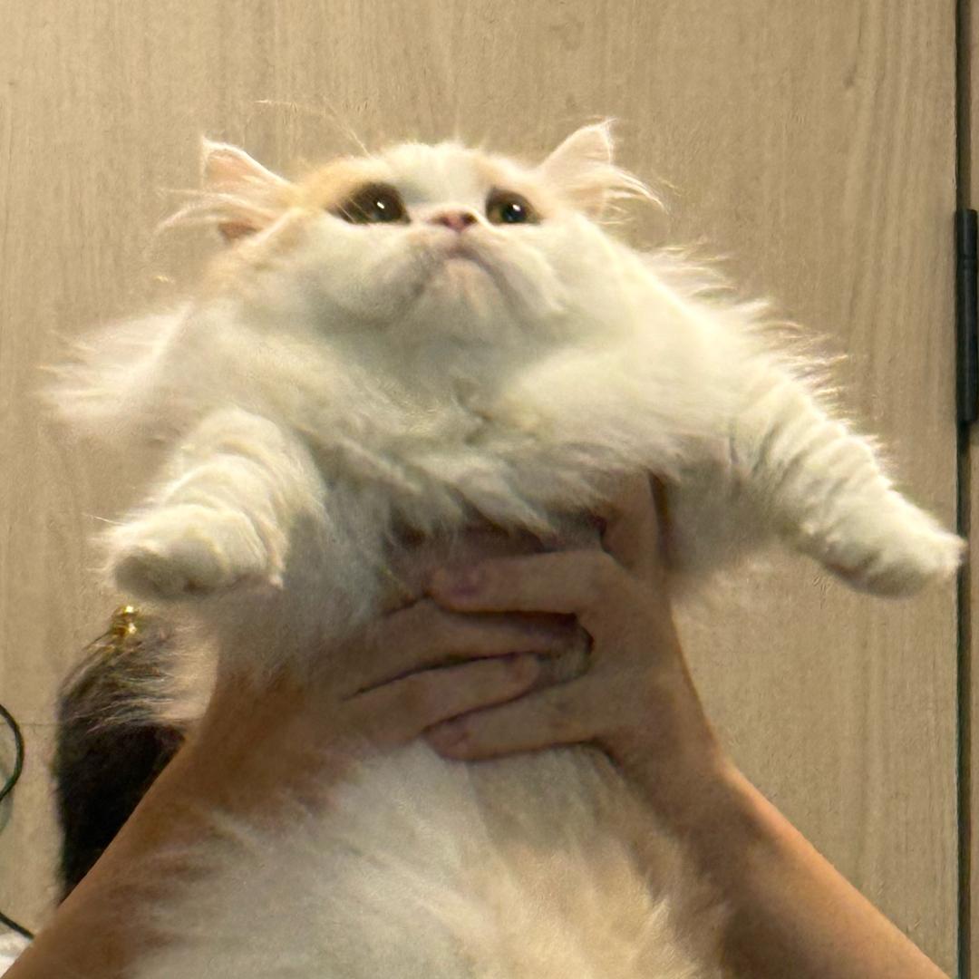 碱水结