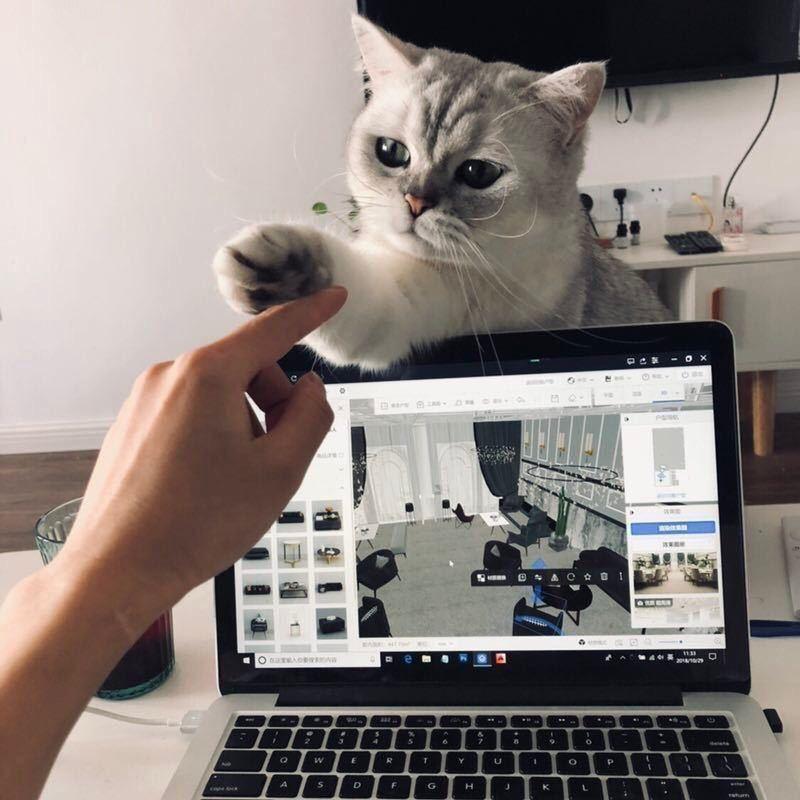 猫意yee