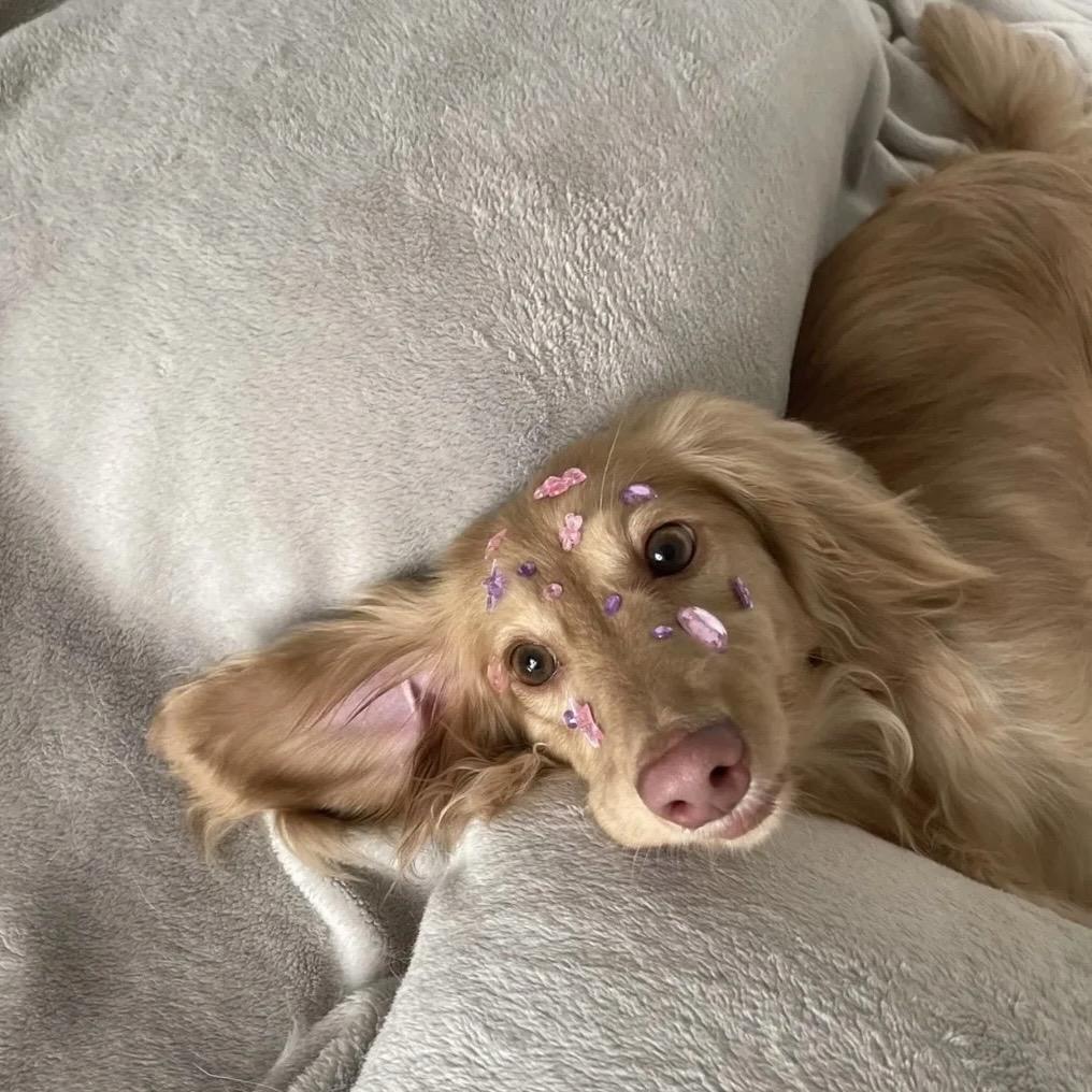 小狗崽崽🐩.