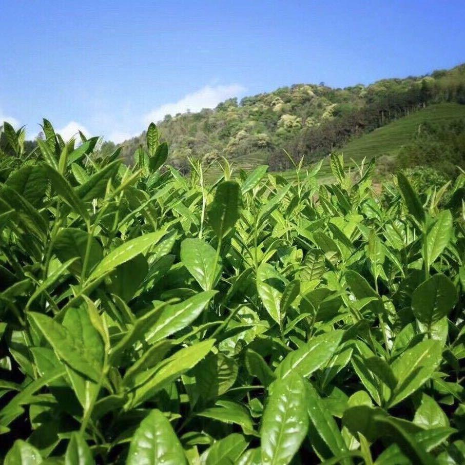 奇山佳茗