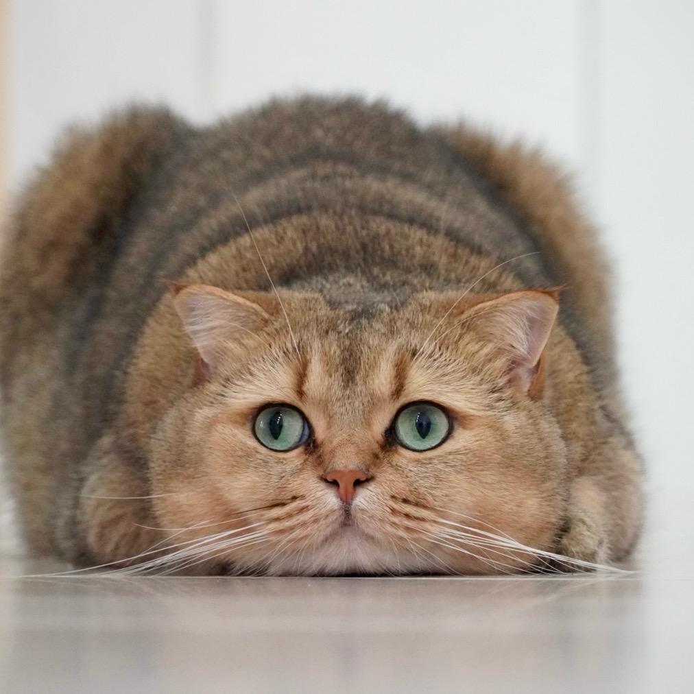 熊熊是只金渐层