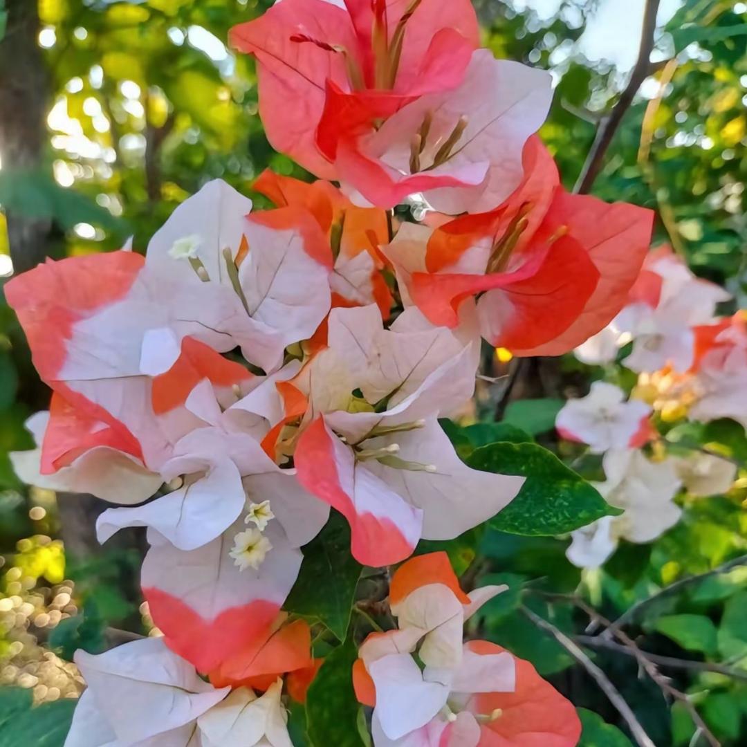 阿武花卉