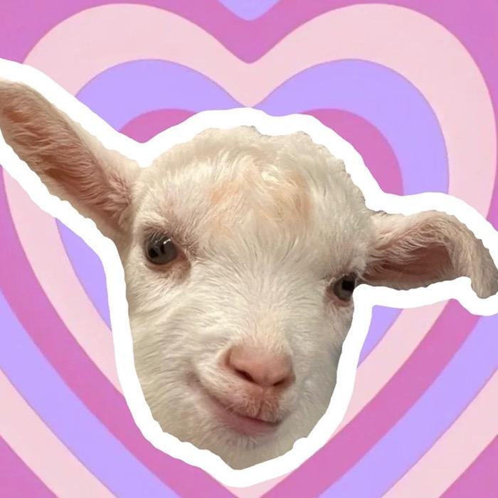 洋洋家糖果（幸运一只咩）