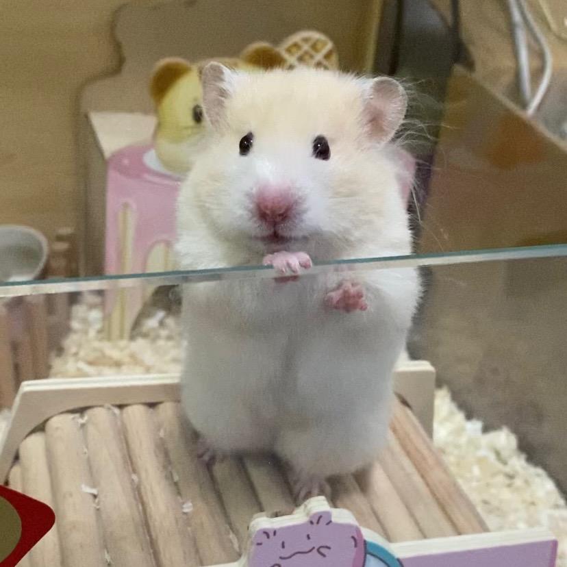 西奈