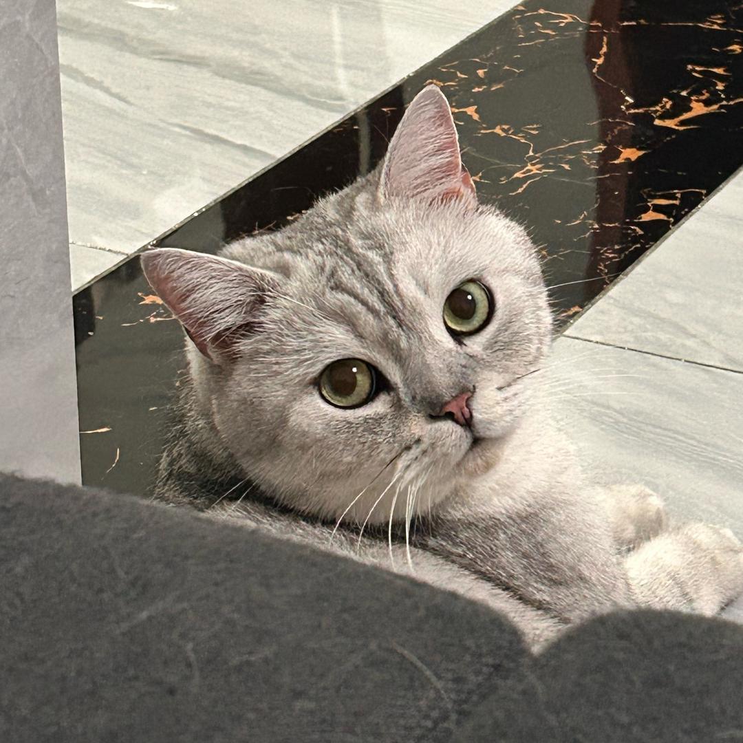 是我的真猪奶茶