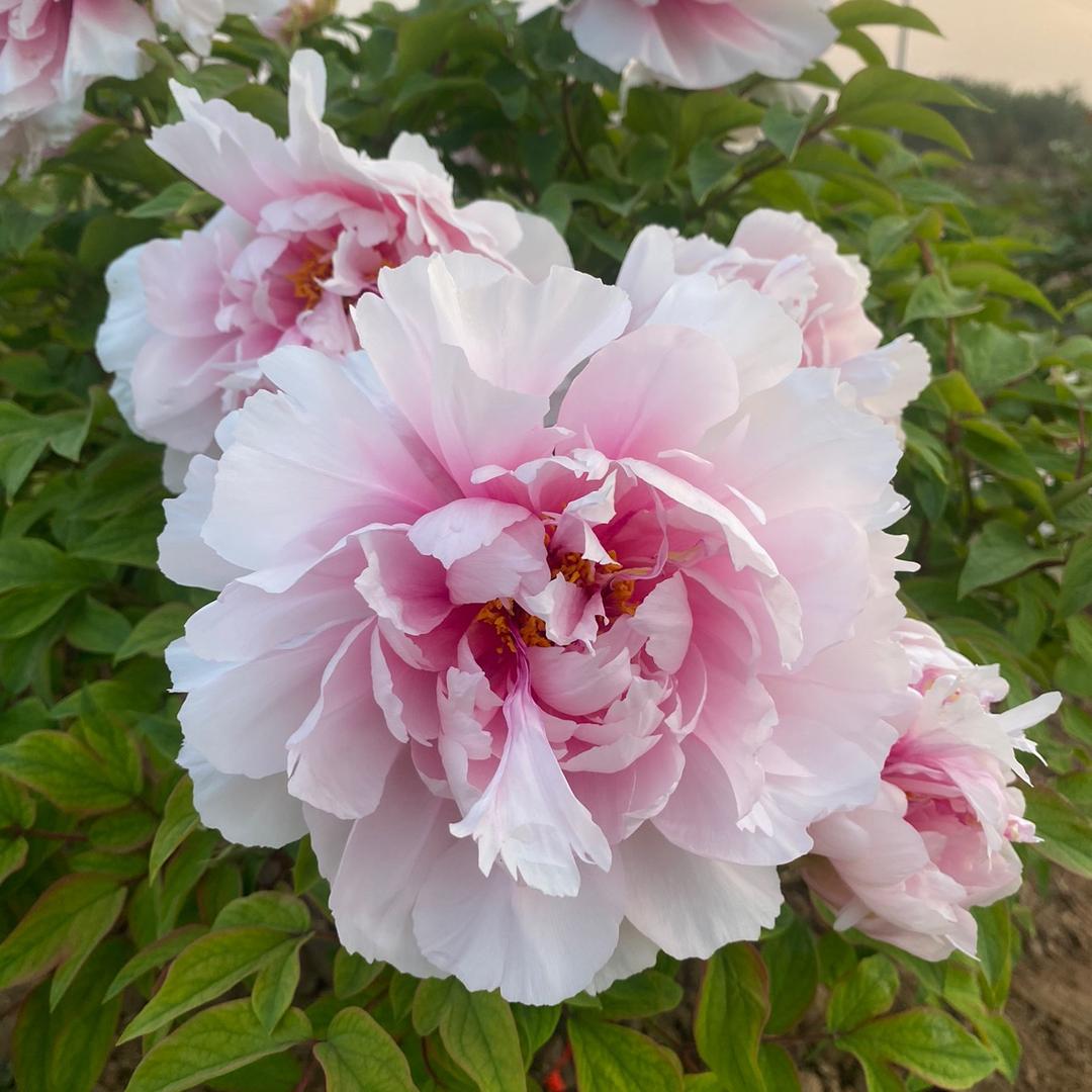 花仙子花卉鲜花