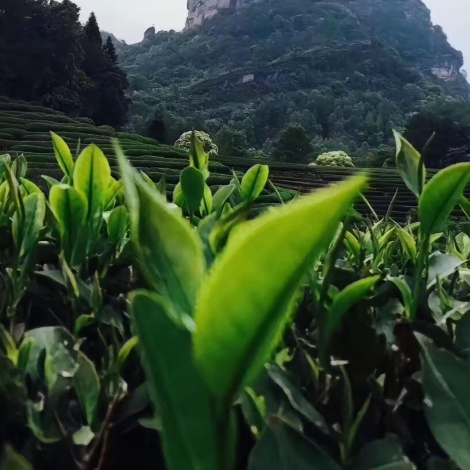 武夷山 品牌茶 折扣仓