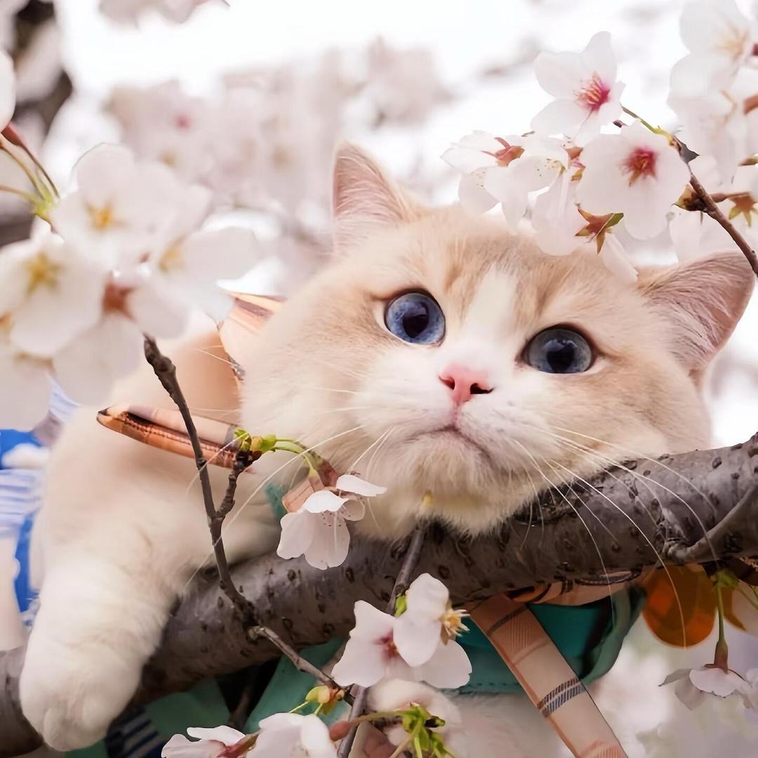 布丁叮🍮（发财版）