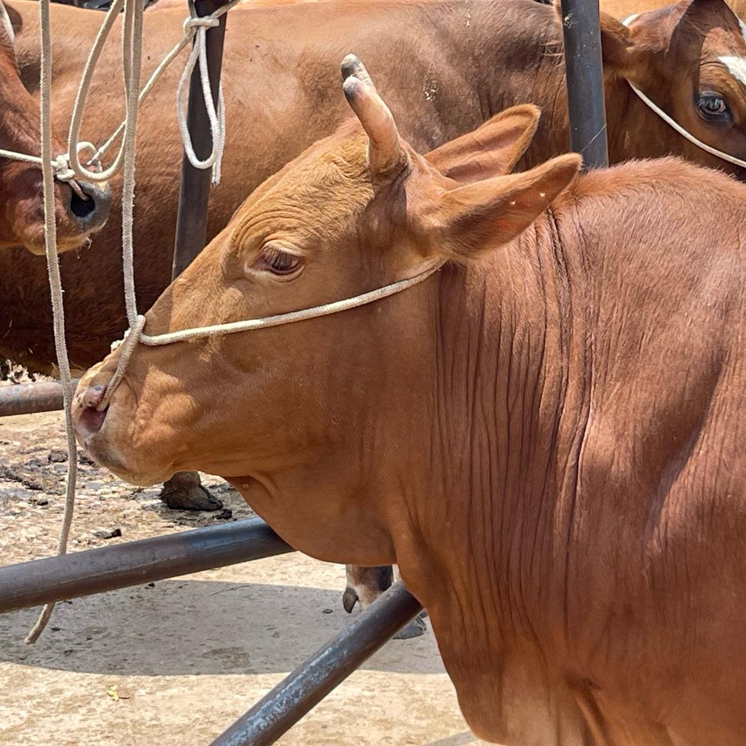 联盈高原精品土黄牛（工厂店)