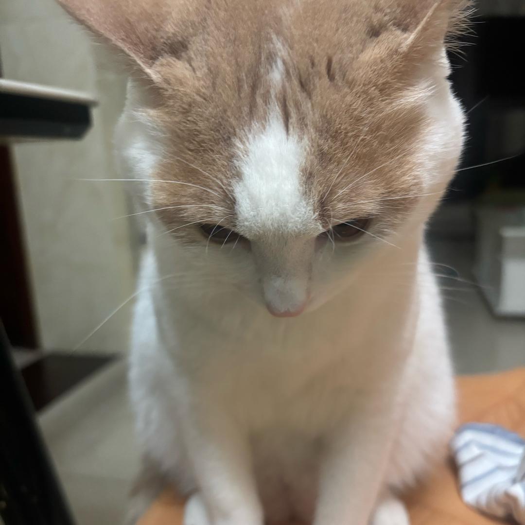 汤圆