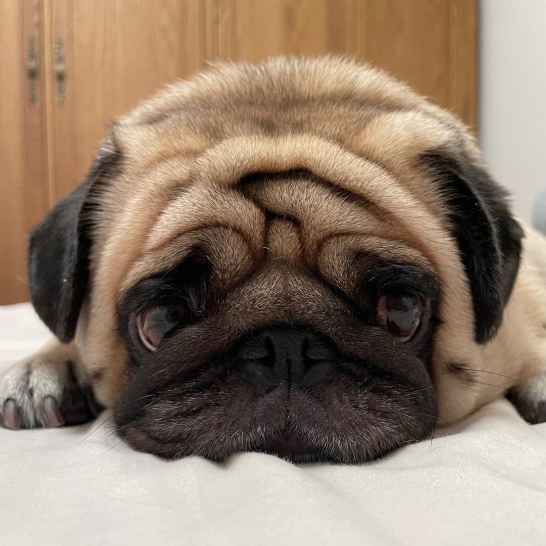 小光同学（魔力小胖）