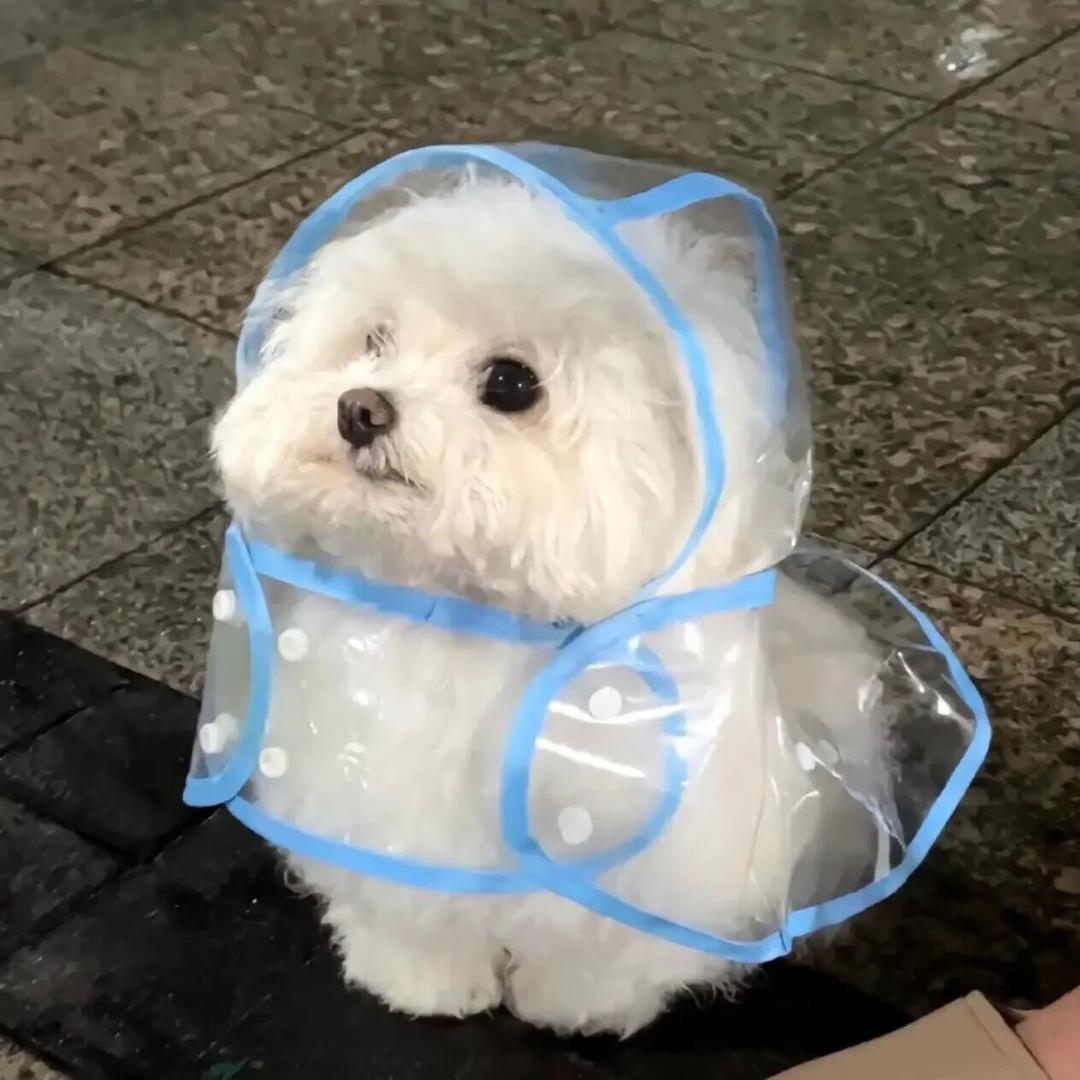 郸城铂音-星星老师