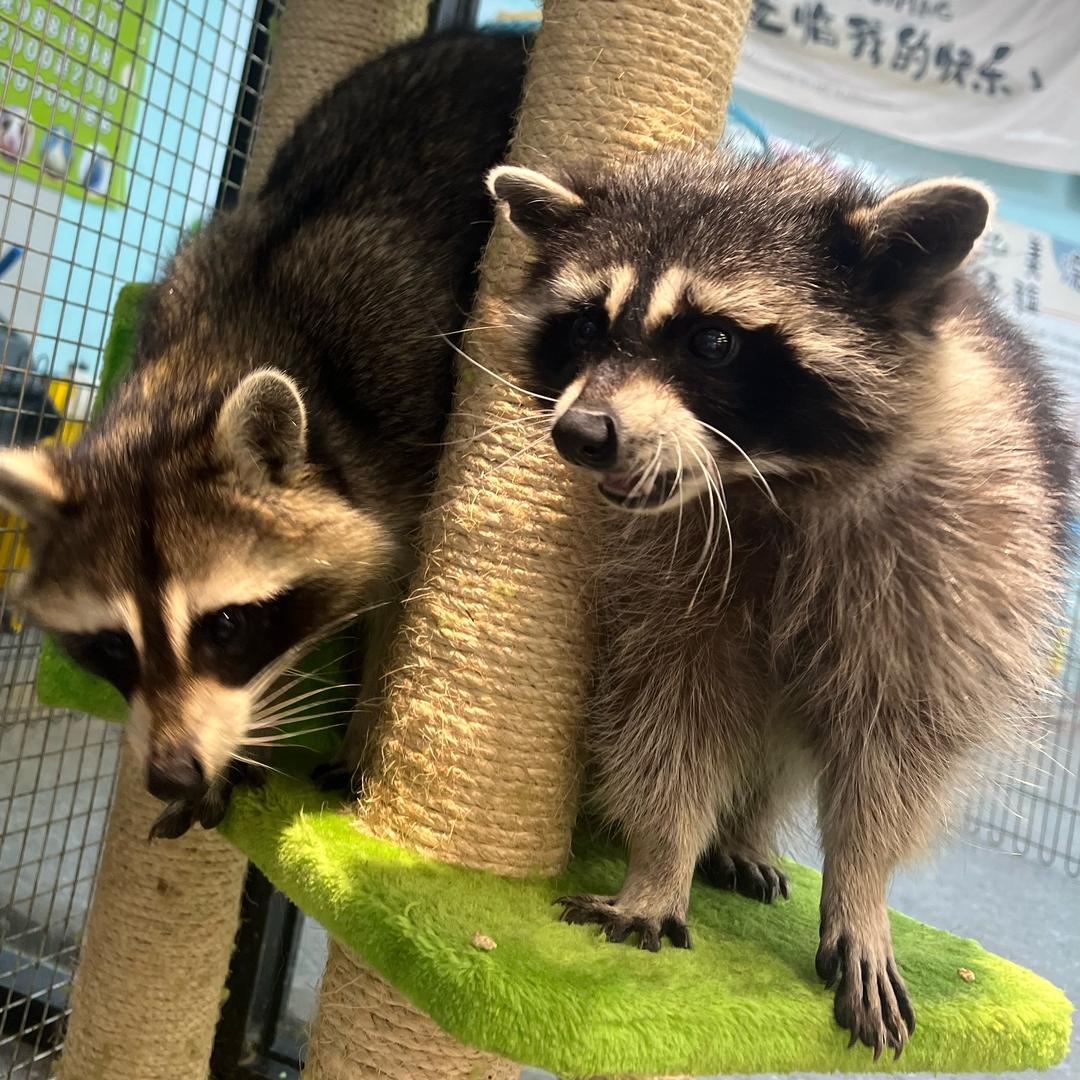 🦝小浣熊·金宝🎈