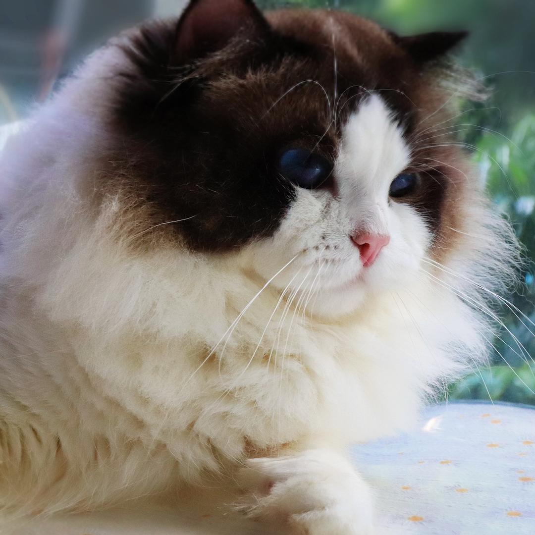 小彭总布偶猫