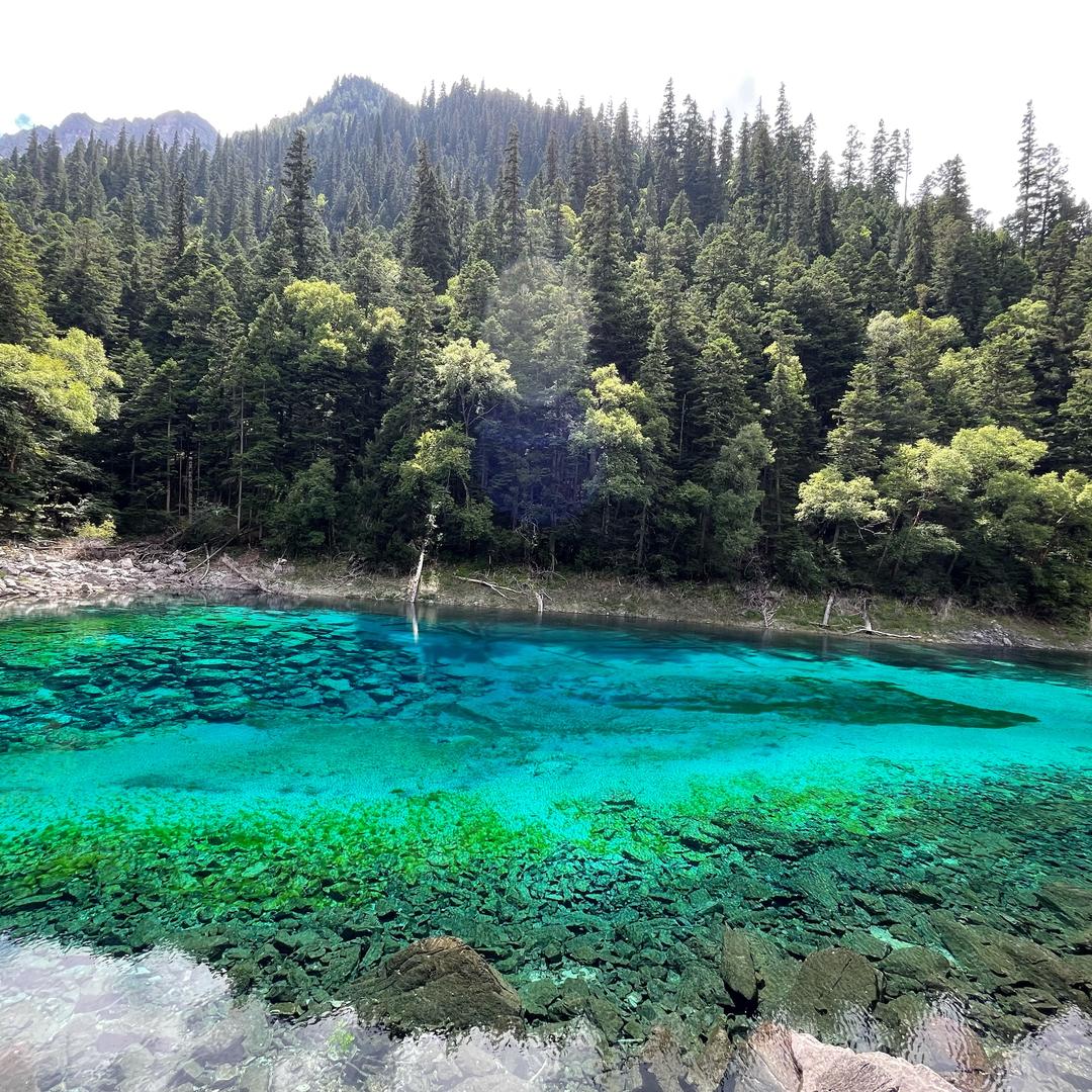竹世科