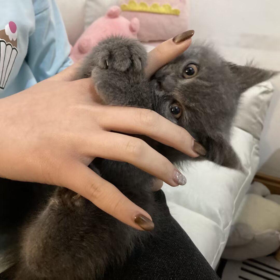 斯比是只猫（见过十个勤天版）