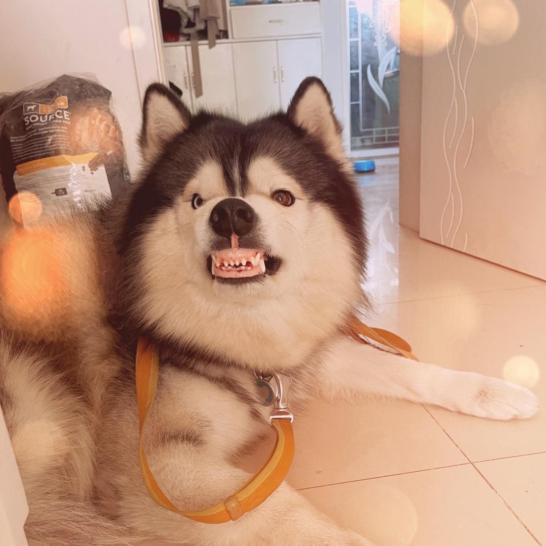 想想（秃驴）👉是只哈士奇