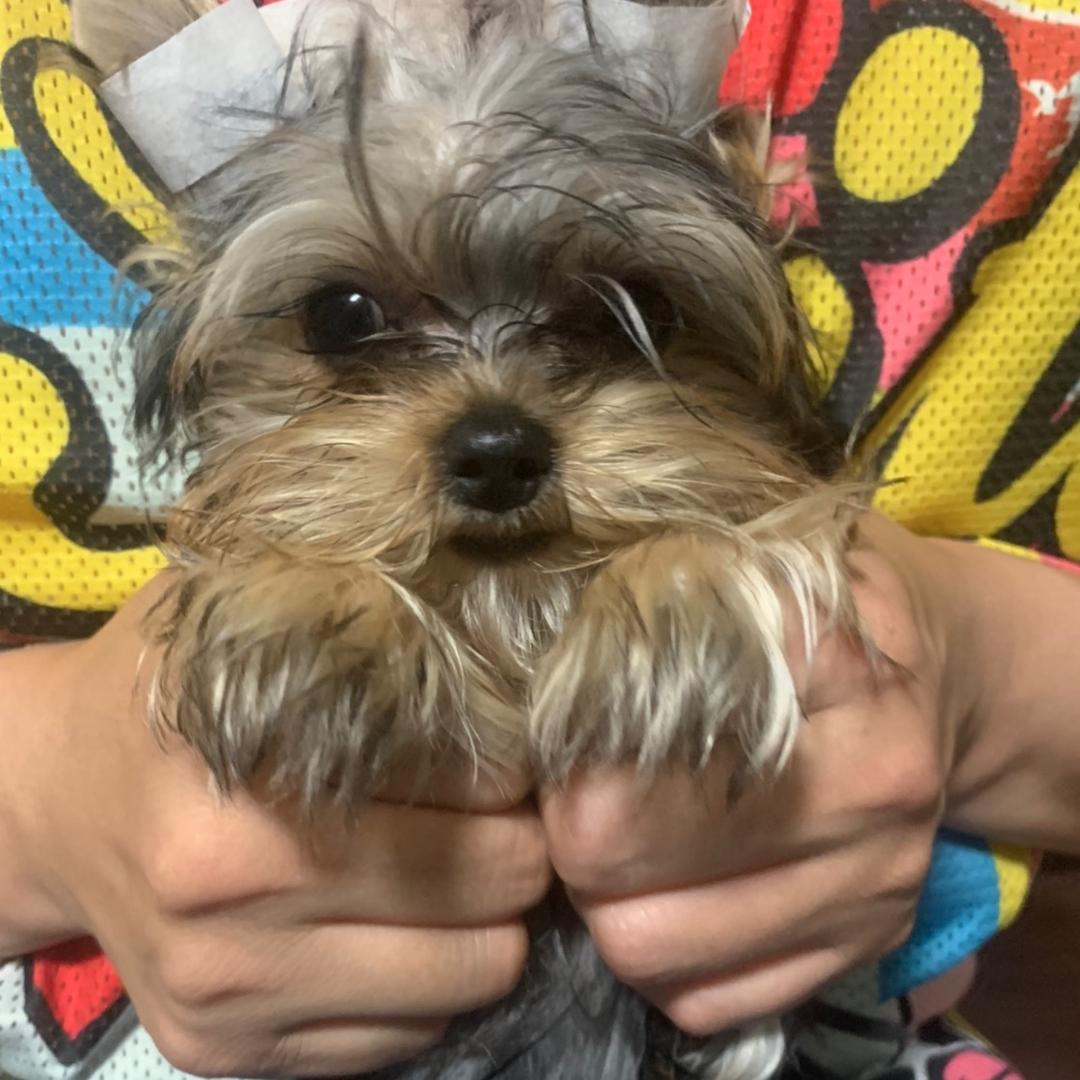 奉天聚宝宠物-亮子