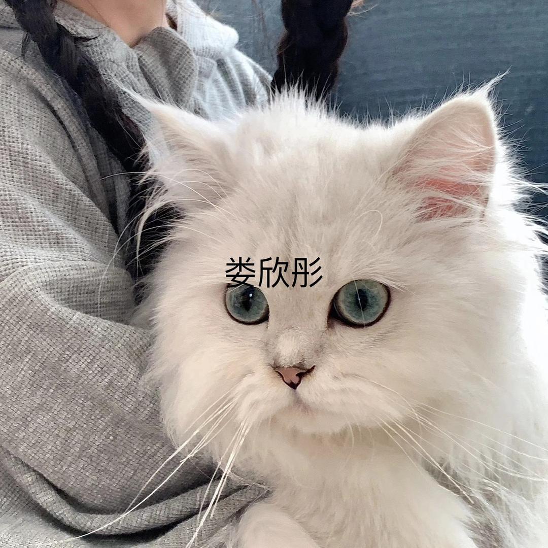 满天都是派大星